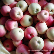 Gala roja fresca estupenda de la calidad Apple